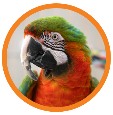 Parrot photo icon
