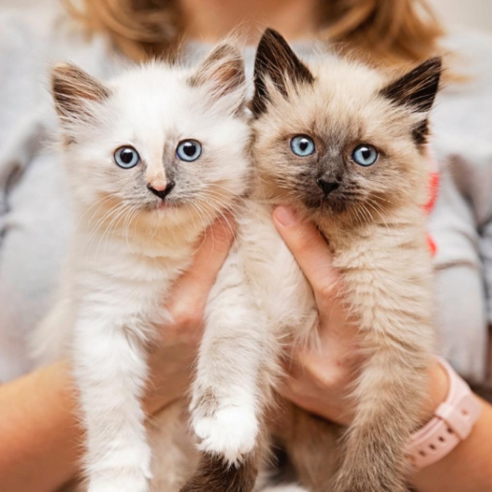 Person holding a pair of Siamese mix kittens