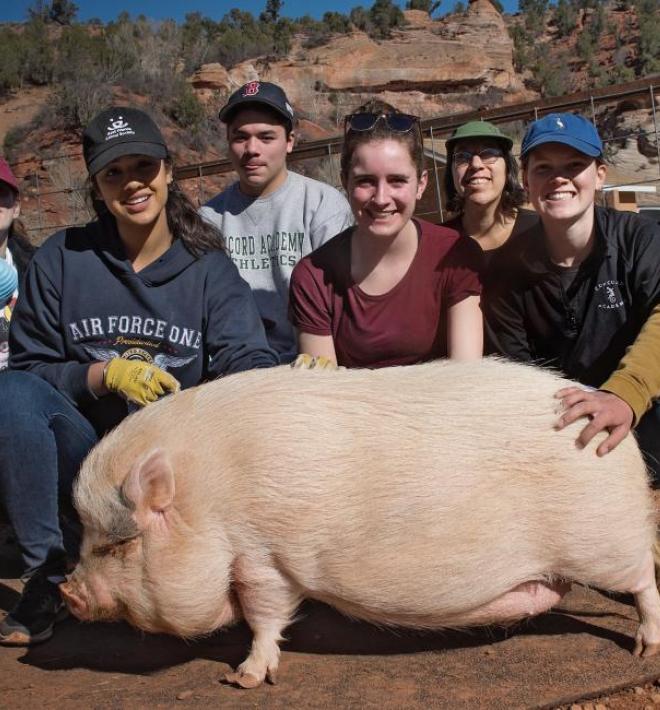 Group of volunteers with a pig at the Sanctuary