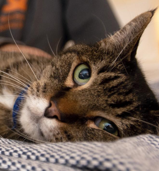 Tabby cat lying on bed being petted by person