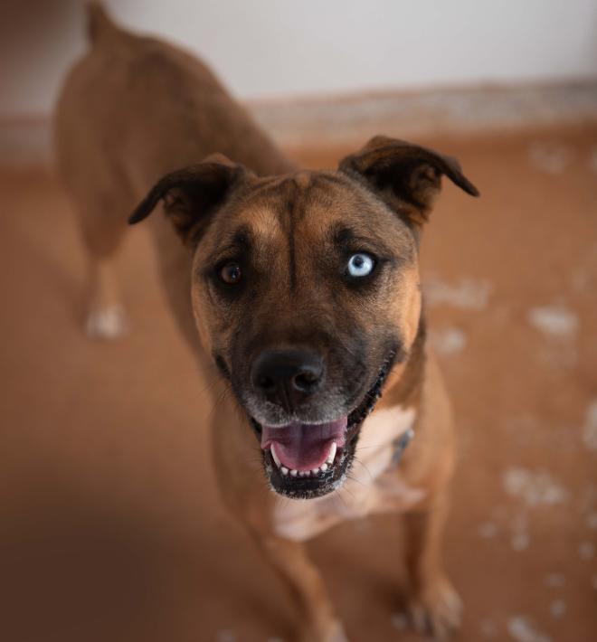 brown dog with one blue eye smiling at the camera