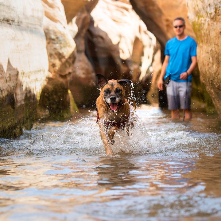 Happy dog splashing in a creek with a person