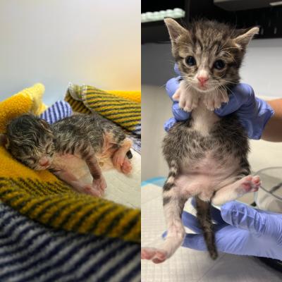 Collage of before and after photos of Fizz the kitten, from very young to a healthier, older kitten being held by a person's gloved hands
