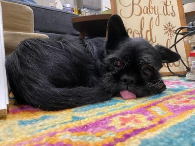 La Bamba the black dog lying on a colorful rug with his tongue out