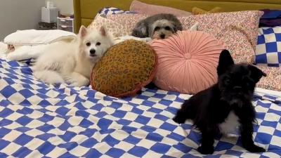 La Bamba the dog on a bed with two other senior dogs on pillows