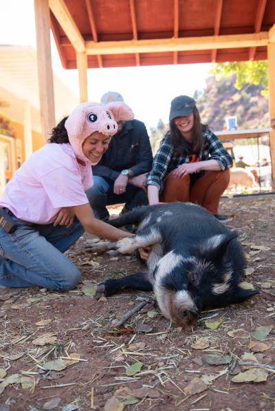 Petunia the pig lying on her side, getting a belly rub from multiple people