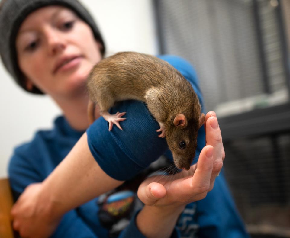Person looking at a rat resting on their arm