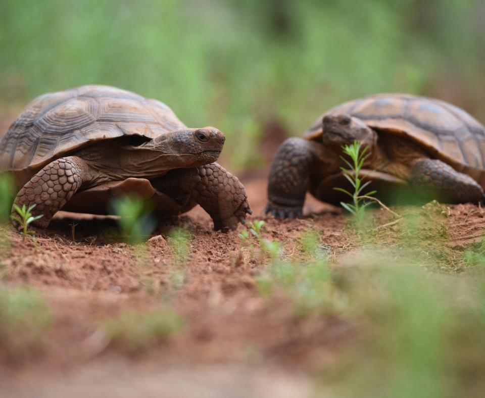 Two turtles walking side-by-side