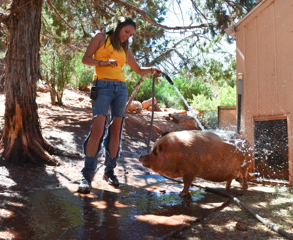 Person giving a pig a bath
