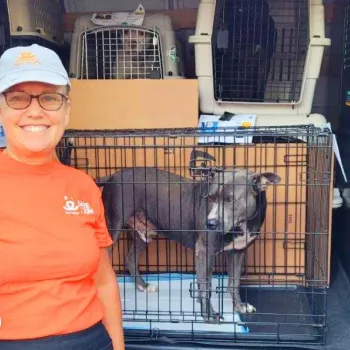 Smiling volunteer transporting pets to safety