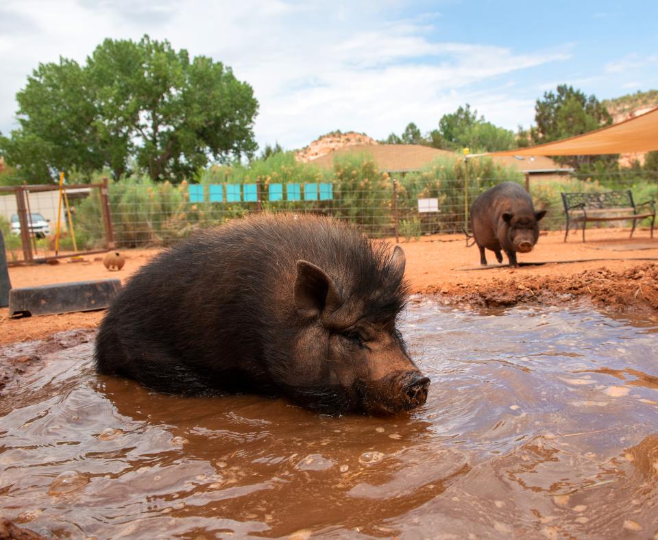 Pig sitting comfortably in a refreshing pool of water while another pig looks on