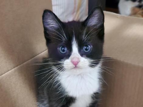 Piglet, the black and white tuxedo kitten, sitting in a cardboard box
