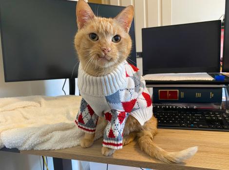 Wilbur the orange tabby cat wearing a sweater