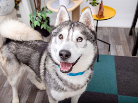 Happy looking husky dog in a home setting